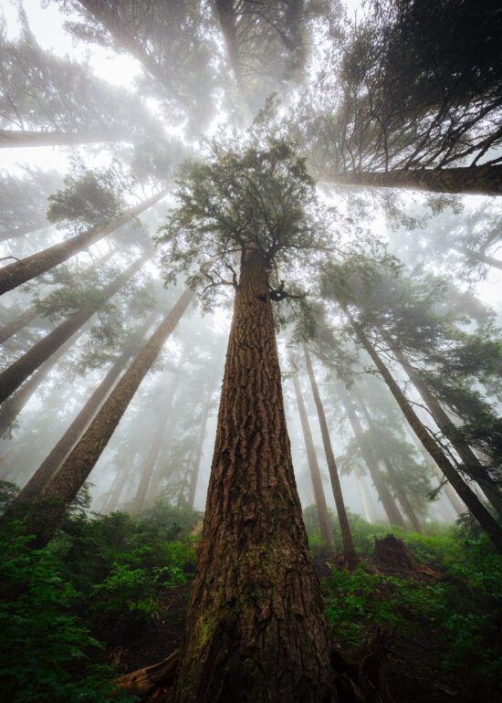 Redwood Monsoon